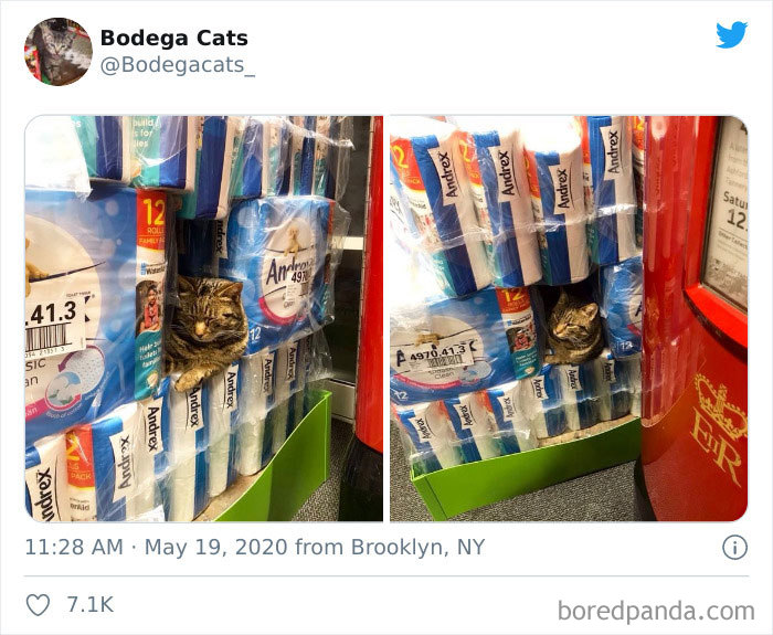Bodega Cats