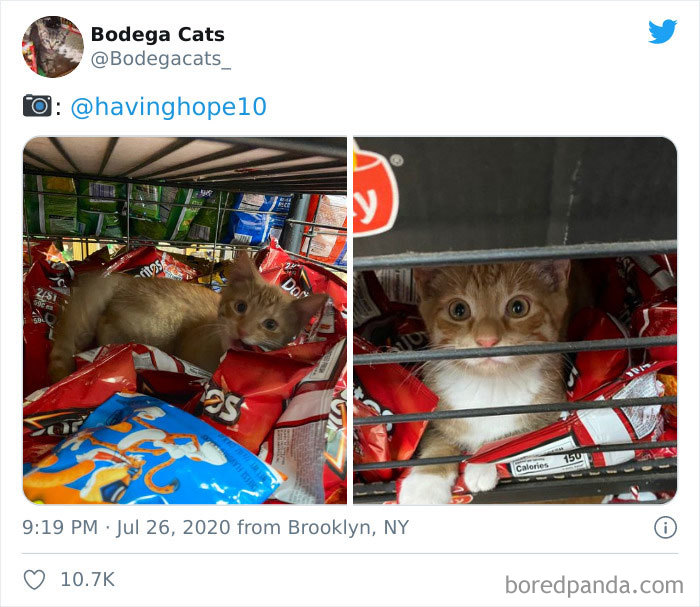 Bodega Cats