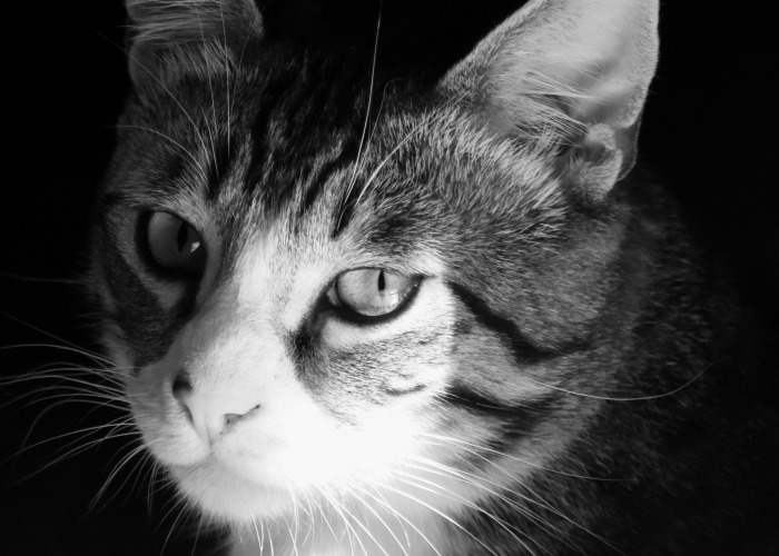 I Adopted A Cat In February, And He’s Been Posing For Photos Throughout The Pandemic