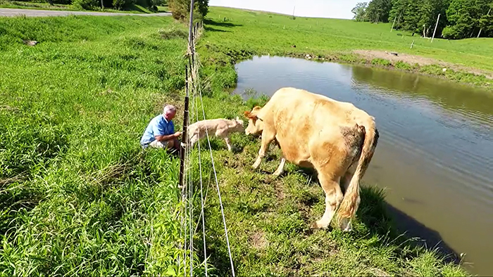 Heartwarming Video Captures Mother Cow Clearly Asking A Man To Rescue Her Newborn Calf Heartwarming Video Captures Mother Cow Clearly Asking A Man To Rescue Her Newborn Calf