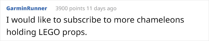 This Chameleon Is The Perfect Size For LEGO Props, And Here Are 9 Of The Best Pics