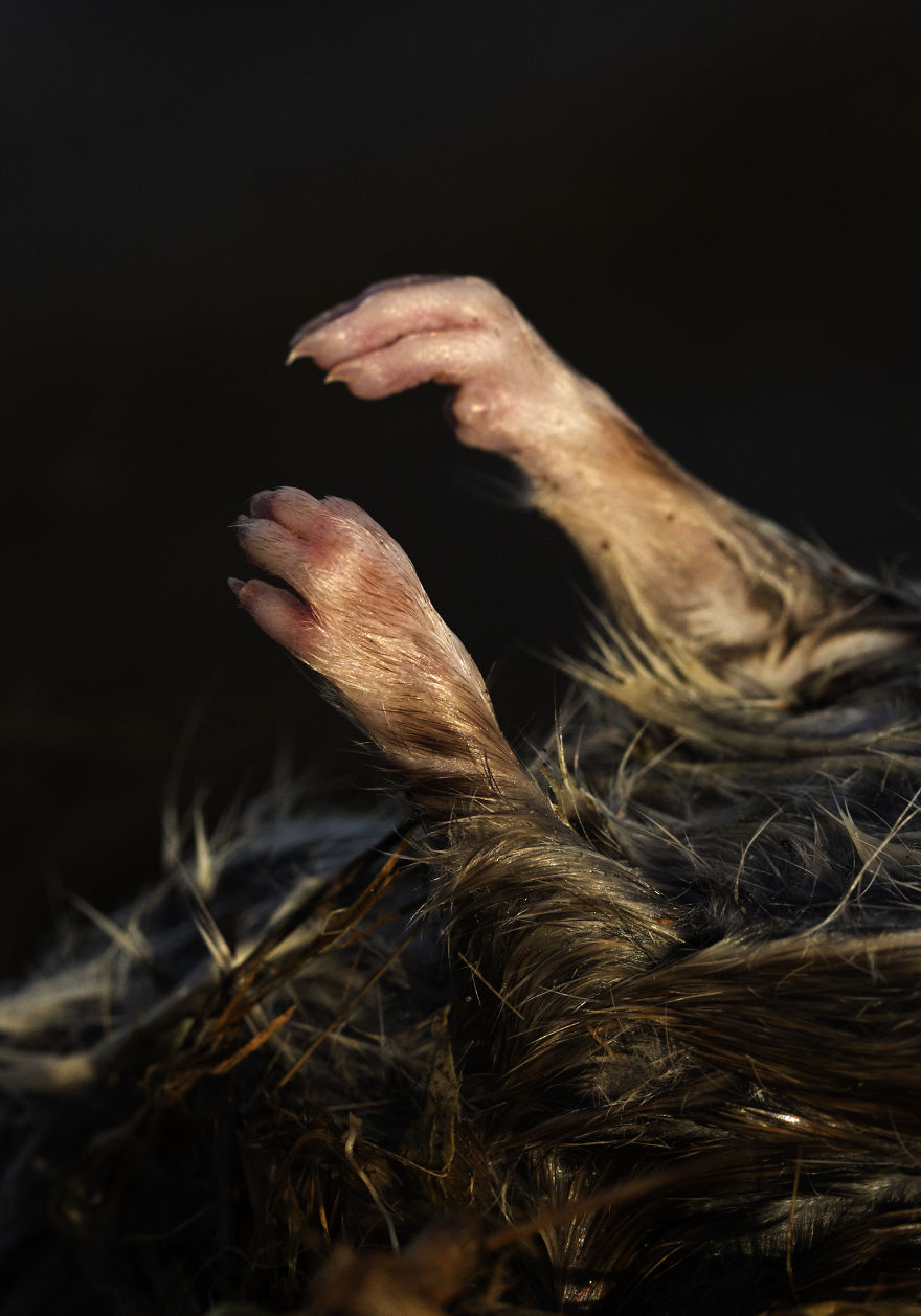I’ve Been Photographing Storms During Dutch Tides For 7 Years, Here Are My 28 Pics To Capture Their Effect On Local Wildlife I’ve Been Photographing Storms During Dutch Tides For 7 Years, Here Are My 28 Pics To Capture Their Effect On Local Wildlife