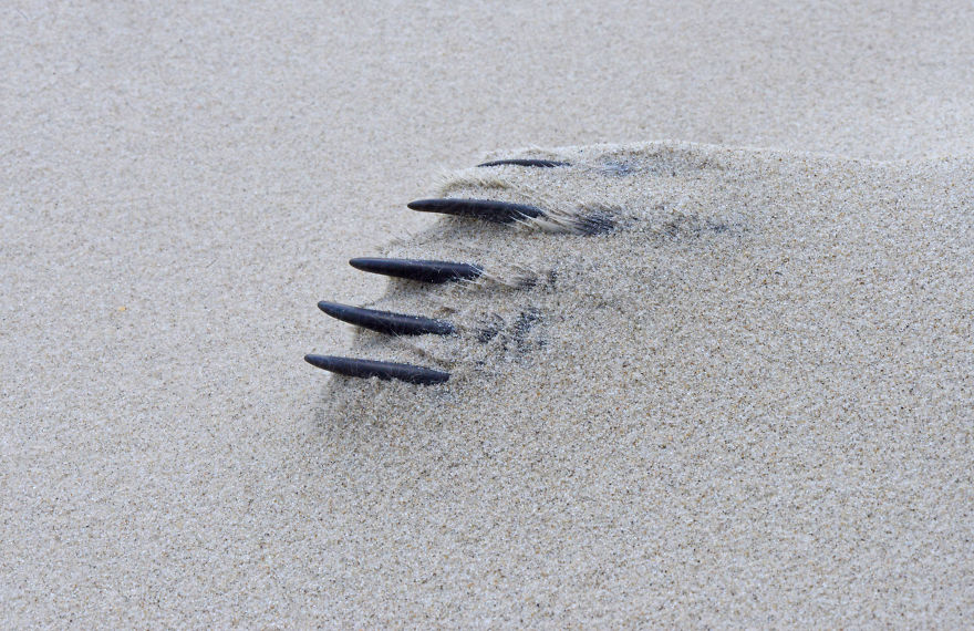 I’ve Been Photographing Storms During Dutch Tides For 7 Years, Here Are My 28 Pics To Capture Their Effect On Local Wildlife I’ve Been Photographing Storms During Dutch Tides For 7 Years, Here Are My 28 Pics To Capture Their Effect On Local Wildlife