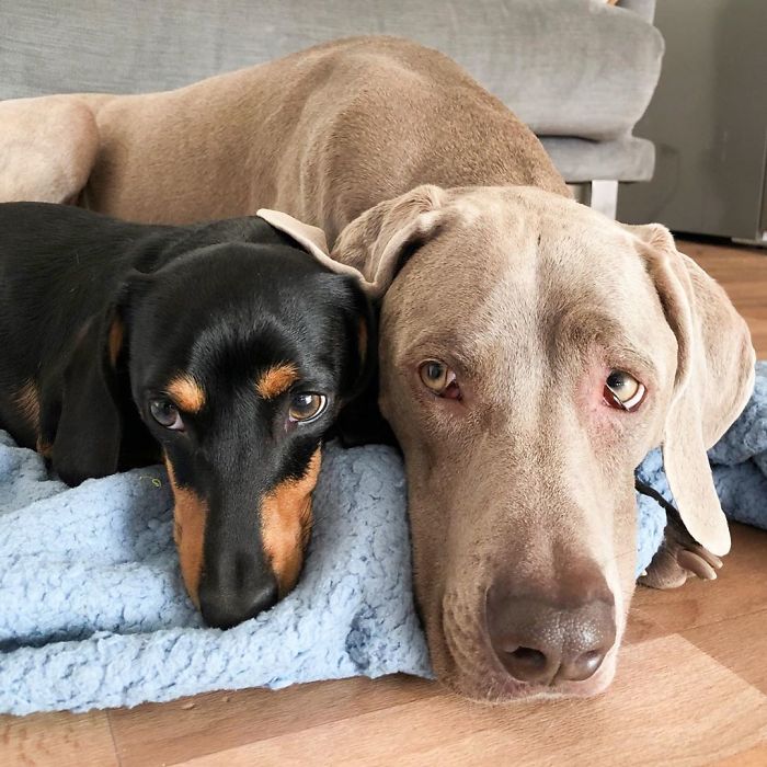 This 2-Year-Old Dog Overcame Crippling Anxiety After His Owner Got Him An Emotional Support Dog This 2-Year-Old Dog Overcame Crippling Anxiety After His Owner Got Him An Emotional Support Dog