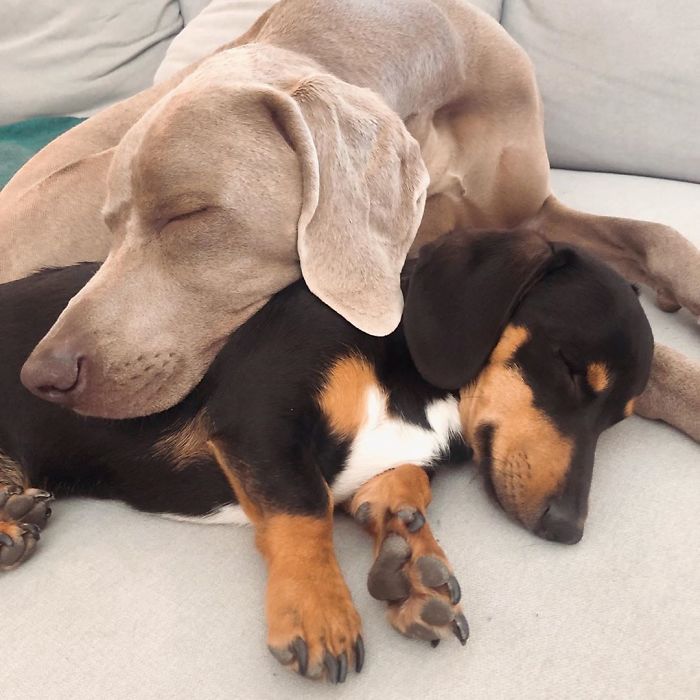 This 2-Year-Old Dog Overcame Crippling Anxiety After His Owner Got Him An Emotional Support Dog This 2-Year-Old Dog Overcame Crippling Anxiety After His Owner Got Him An Emotional Support Dog