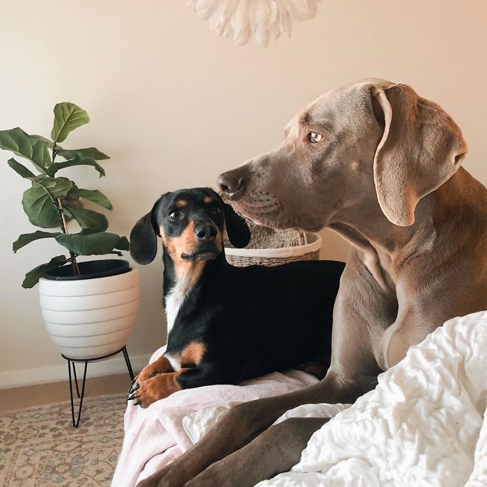 This 2-Year-Old Dog Overcame Crippling Anxiety After His Owner Got Him An Emotional Support Dog