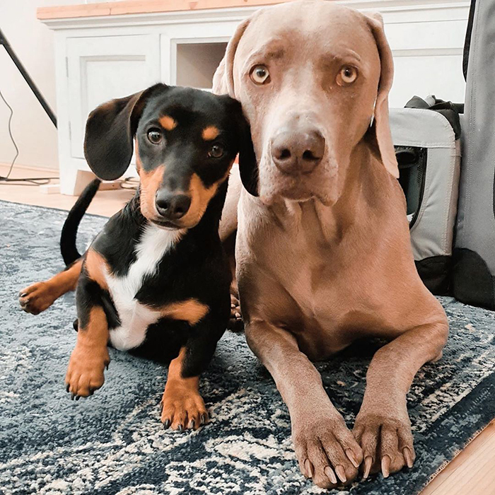 This 2-Year-Old Dog Overcame Crippling Anxiety After His Owner Got Him An Emotional Support Dog This 2-Year-Old Dog Overcame Crippling Anxiety After His Owner Got Him An Emotional Support Dog