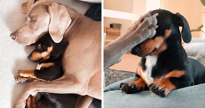 This 2-Year-Old Dog Overcame Crippling Anxiety After His Owner Got Him An Emotional Support Dog