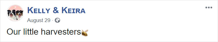 Dogs Observe Fruit Being Harvested, But The Fruit's Calling Is Too Strong (9 Pics) Dogs Observe Fruit Being Harvested, But The Fruit's Calling Is Too Strong (9 Pics)