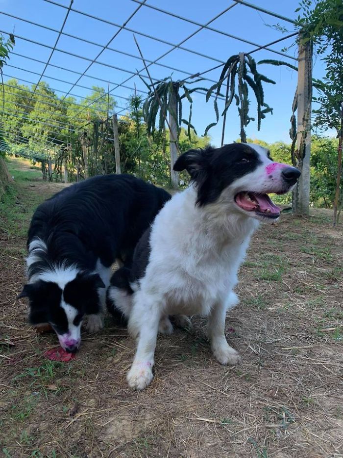 Dogs Observe Fruit Being Harvested, But The Fruit's Calling Is Too Strong (9 Pics) Dogs Observe Fruit Being Harvested, But The Fruit's Calling Is Too Strong (9 Pics)