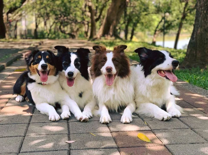 Dogs Observe Fruit Being Harvested, But The Fruit's Calling Is Too Strong (9 Pics)