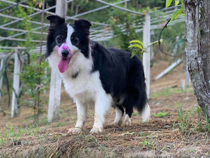 Dogs Observe Fruit Being Harvested, But The Fruit's Calling Is Too Strong (9 Pics) Dogs Observe Fruit Being Harvested, But The Fruit's Calling Is Too Strong (9 Pics)