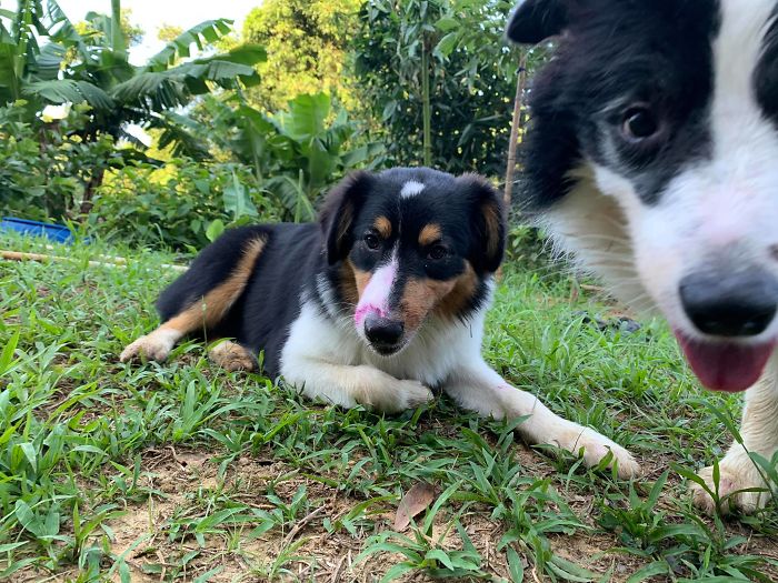Dogs Observe Fruit Being Harvested, But The Fruit's Calling Is Too Strong (9 Pics)
