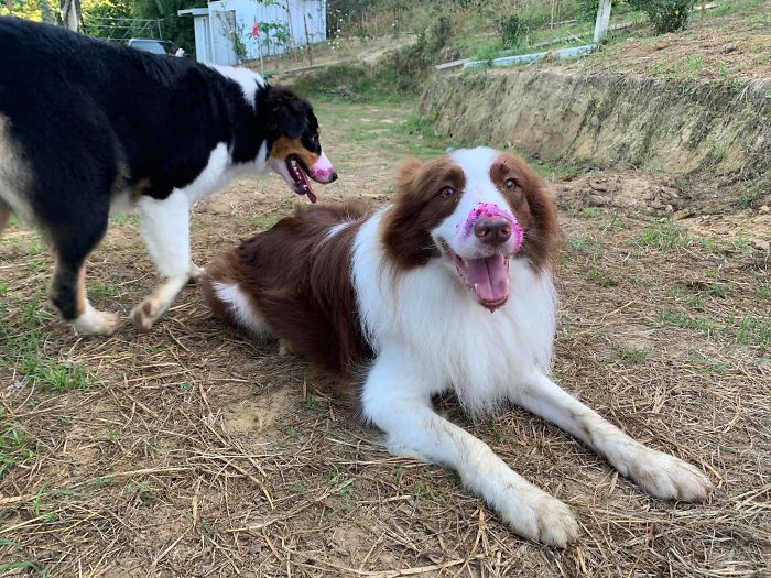 Dogs Observe Fruit Being Harvested, But The Fruit's Calling Is Too Strong (9 Pics)