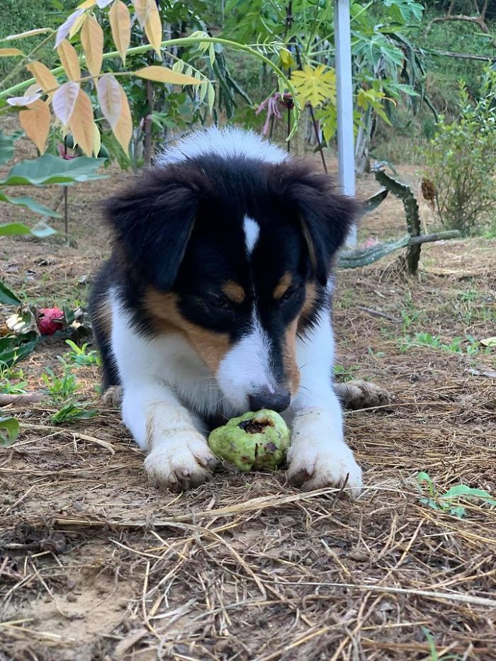 Dogs Observe Fruit Being Harvested, But The Fruit's Calling Is Too Strong (9 Pics) Dogs Observe Fruit Being Harvested, But The Fruit's Calling Is Too Strong (9 Pics)