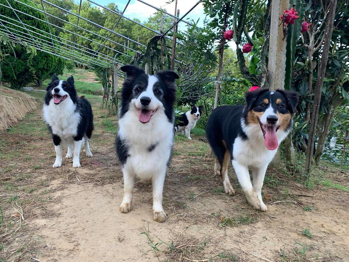 Dogs Observe Fruit Being Harvested, But The Fruit's Calling Is Too Strong (9 Pics) Dogs Observe Fruit Being Harvested, But The Fruit's Calling Is Too Strong (9 Pics)