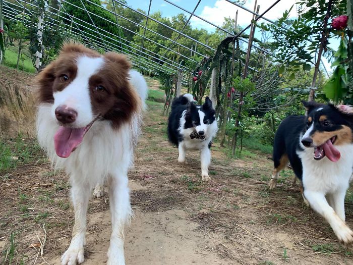 Dogs Observe Fruit Being Harvested, But The Fruit's Calling Is Too Strong (9 Pics)