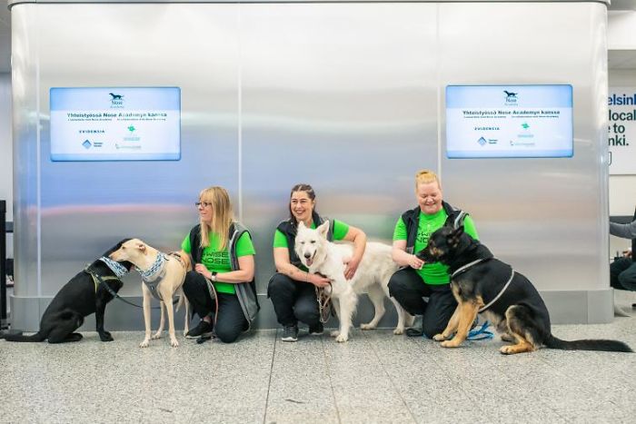 Turns Out, Helsinki Airport Uses Dogs To Sniff Out Coronavirus And It's Faster Than Lab Testing Turns Out, Helsinki Airport Uses Dogs To Sniff Out Coronavirus And It's Faster Than Lab Testing