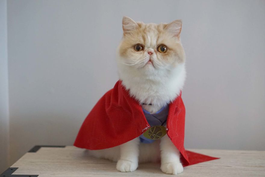 Cat Brothers Cosplay As Superheroes And Makes Movie Shorts