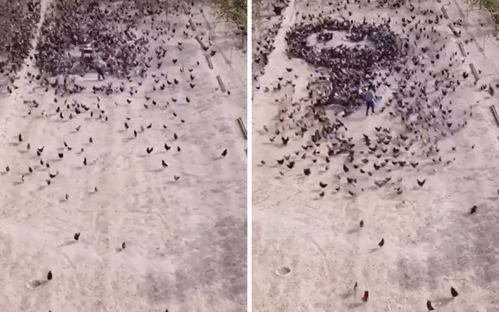 This Person Forces Birds To Gather In Specific Locations To Create An Image By Simply Feeding Them This Person Forces Birds To Gather In Specific Locations To Create An Image By Simply Feeding Them