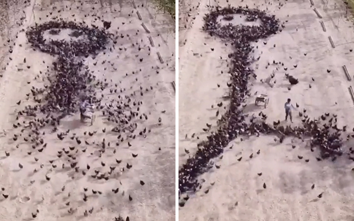 This Person Forces Birds To Gather In Specific Locations To Create An Image By Simply Feeding Them This Person Forces Birds To Gather In Specific Locations To Create An Image By Simply Feeding Them