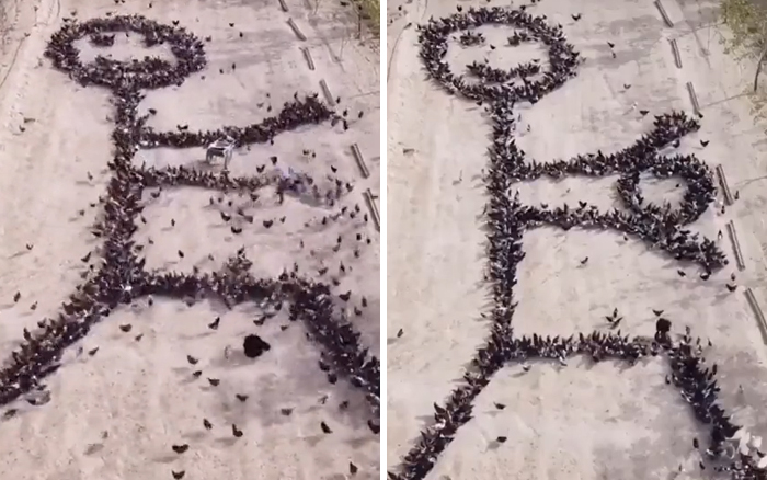 This Person Forces Birds To Gather In Specific Locations To Create An Image By Simply Feeding Them This Person Forces Birds To Gather In Specific Locations To Create An Image By Simply Feeding Them