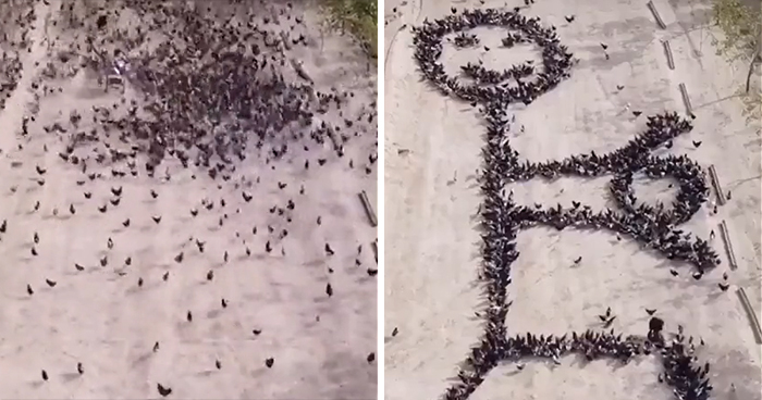 This Person Forces Birds To Gather In Specific Locations To Create An Image By Simply Feeding Them