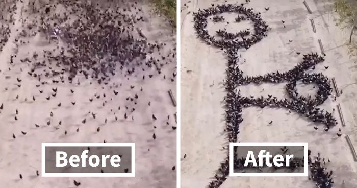 This Person Forces Birds To Gather In Specific Locations To Create An Image By Simply Feeding Them