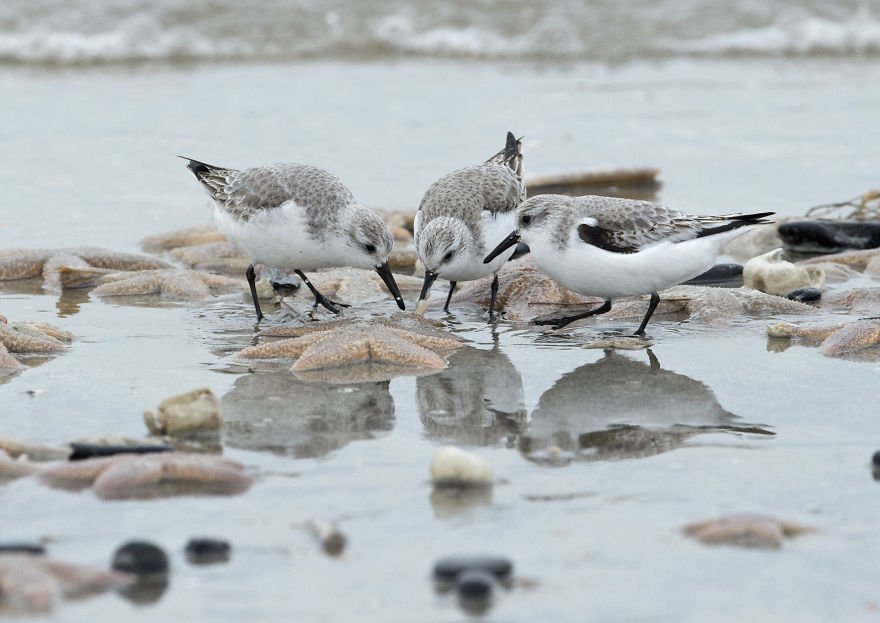 I’ve Been Photographing Storms During Dutch Tides For 7 Years, Here Are My 28 Pics To Capture Their Effect On Local Wildlife I’ve Been Photographing Storms During Dutch Tides For 7 Years, Here Are My 28 Pics To Capture Their Effect On Local Wildlife