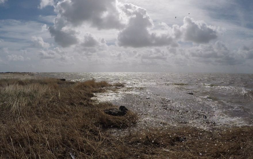 I’ve Been Photographing Storms During Dutch Tides For 7 Years, Here Are My 28 Pics To Capture Their Effect On Local Wildlife I’ve Been Photographing Storms During Dutch Tides For 7 Years, Here Are My 28 Pics To Capture Their Effect On Local Wildlife