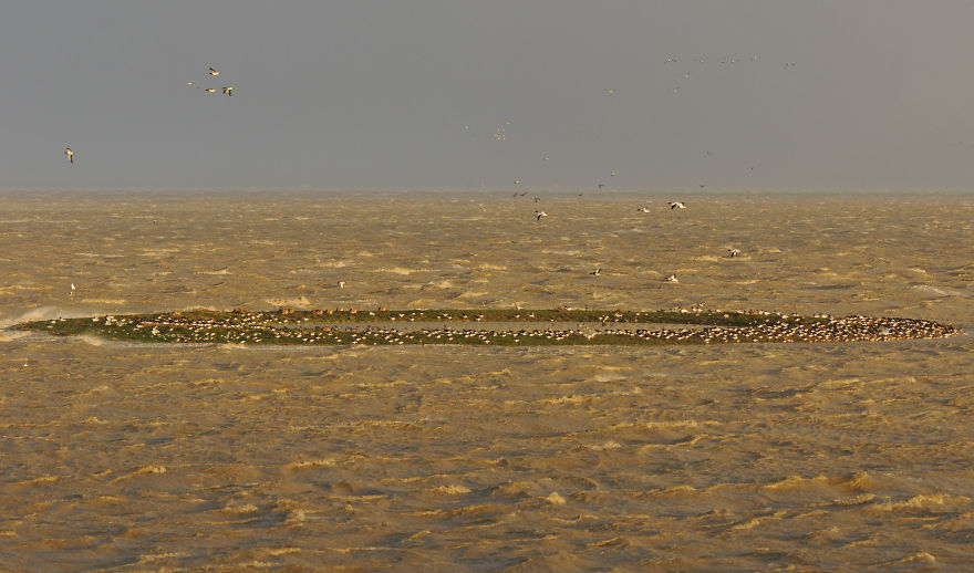 I’ve Been Photographing Storms During Dutch Tides For 7 Years, Here Are My 28 Pics To Capture Their Effect On Local Wildlife I’ve Been Photographing Storms During Dutch Tides For 7 Years, Here Are My 28 Pics To Capture Their Effect On Local Wildlife