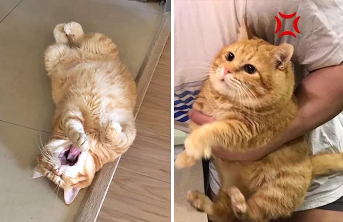 This Adorable Ginger Cat Sleeps All Day But Is Constantly Tired, And People Think It’s Absolutely Relatable (17 Pics)