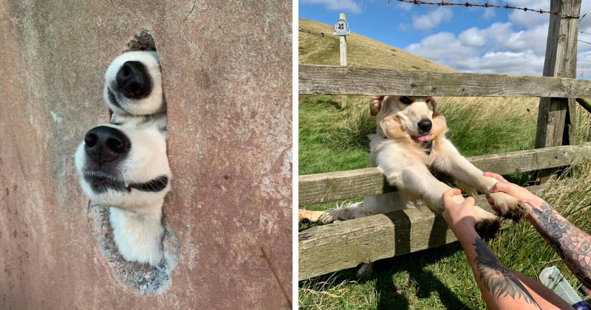 ‘Dogspotting’ es un grupo donde la gente comparte los mejores y más inesperados encuentros con perros (50 fotos)