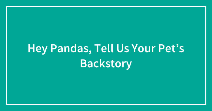 Hey Pandas, Tell Us Your Pet’s Backstory (Ended)