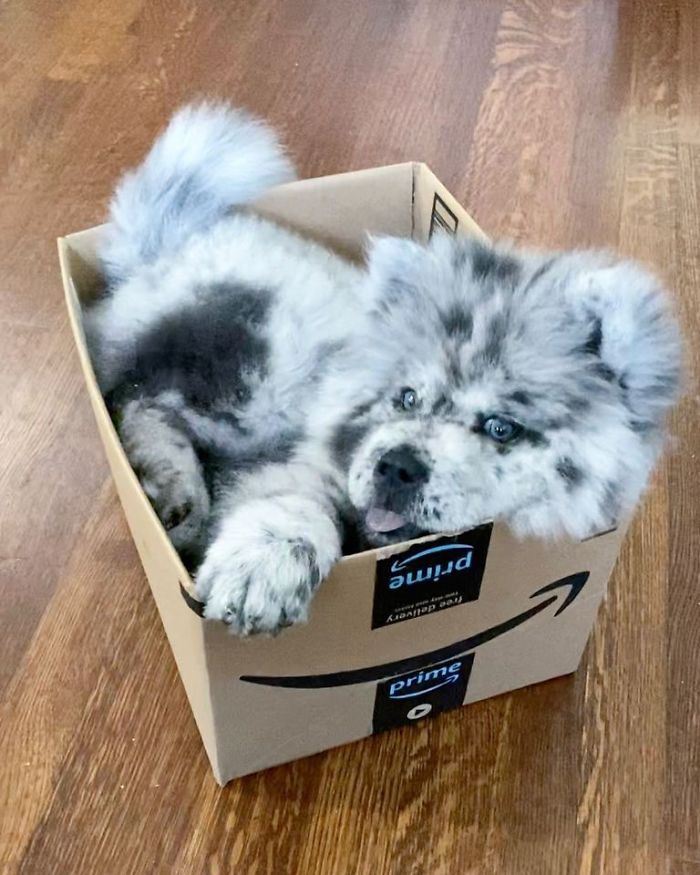 Fluffy-Dog-Oreo-Cloud-Chief