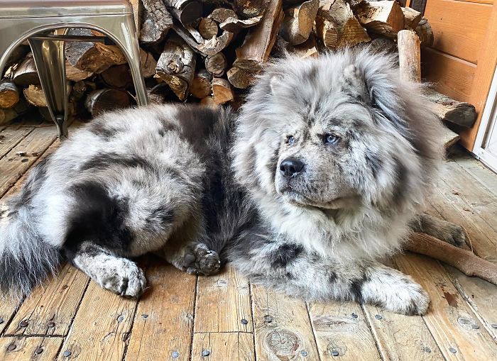 Fluffy-Dog-Oreo-Cloud-Chief