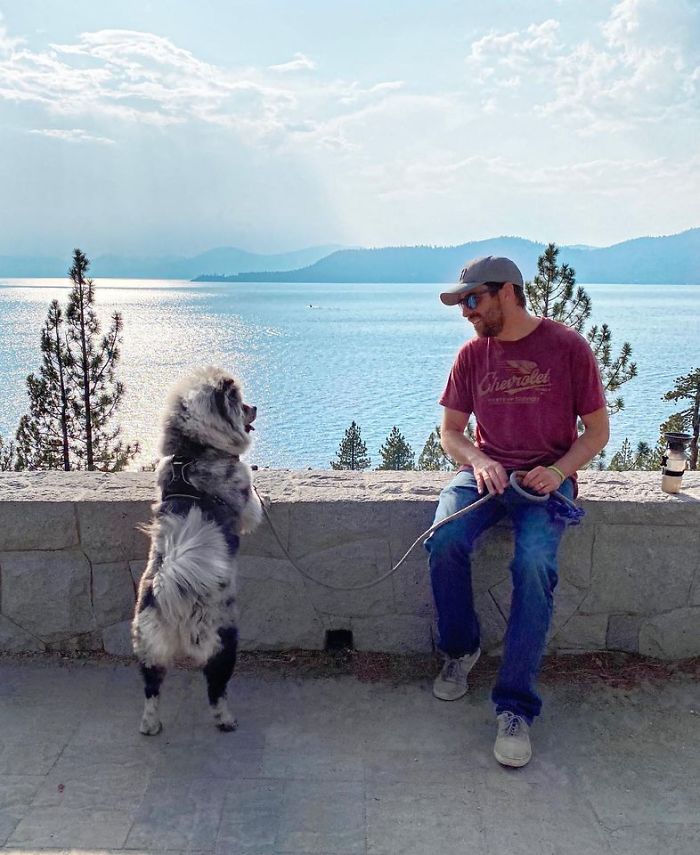 Fluffy-Dog-Oreo-Cloud-Chief