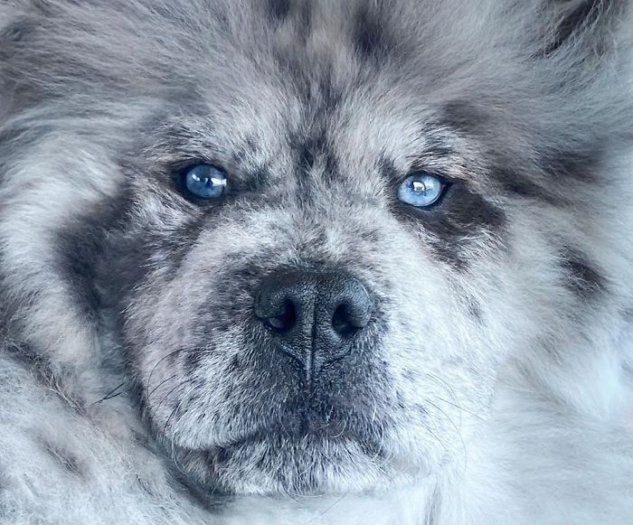 Fluffy-Dog-Oreo-Cloud-Chief