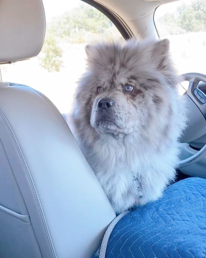 Fluffy-Dog-Oreo-Cloud-Chief