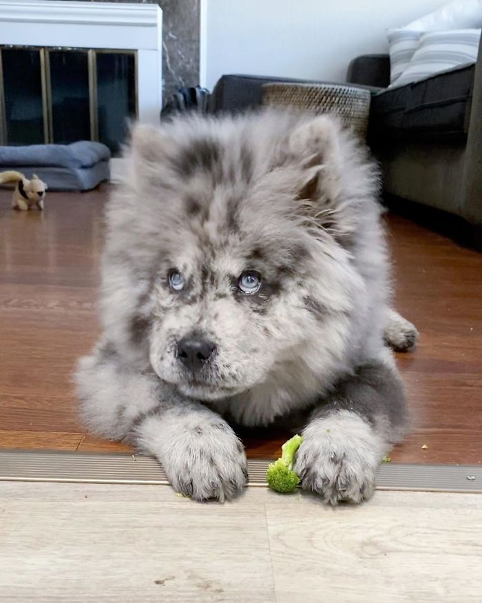 Fluffy-Dog-Oreo-Cloud-Chief