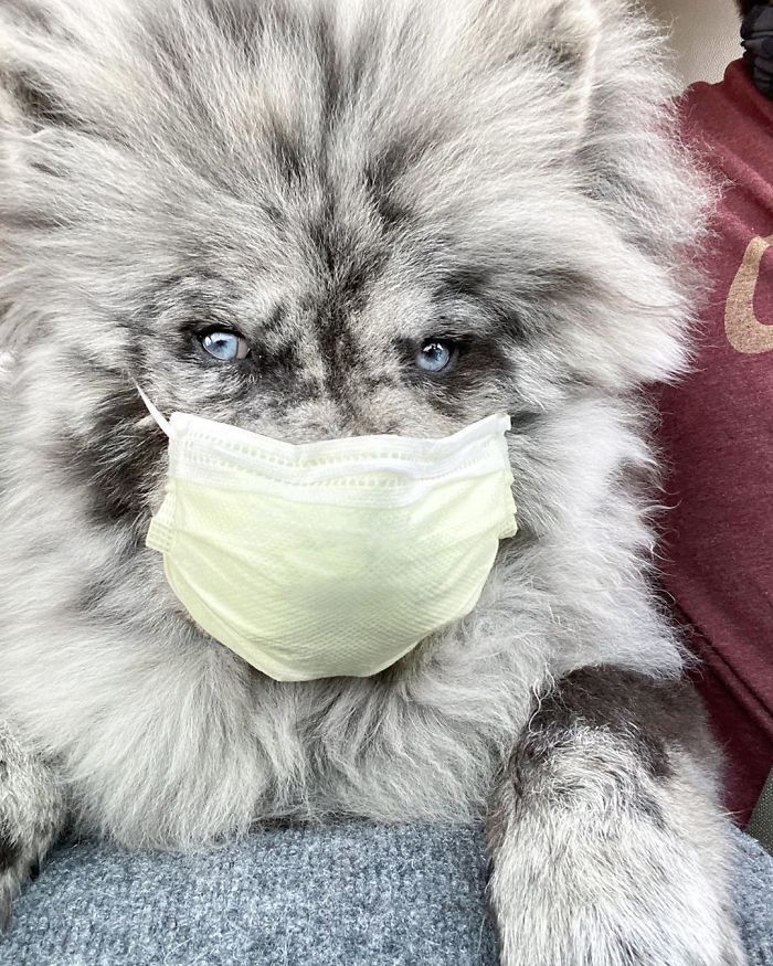 Fluffy-Dog-Oreo-Cloud-Chief