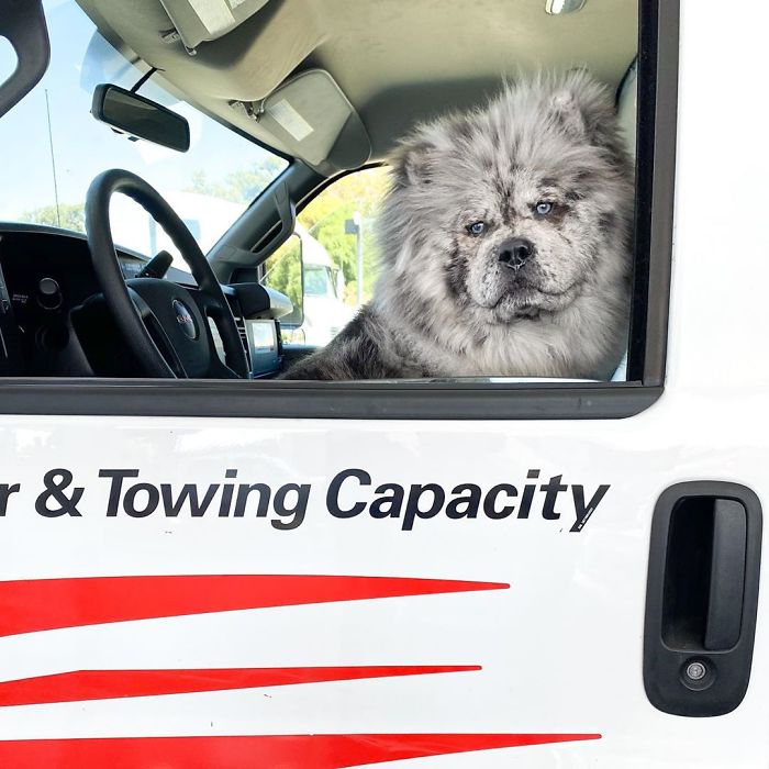 Fluffy-Dog-Oreo-Cloud-Chief