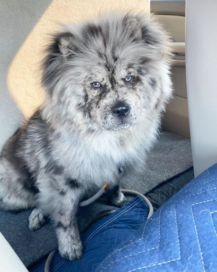 Fluffy-Dog-Oreo-Cloud-Chief