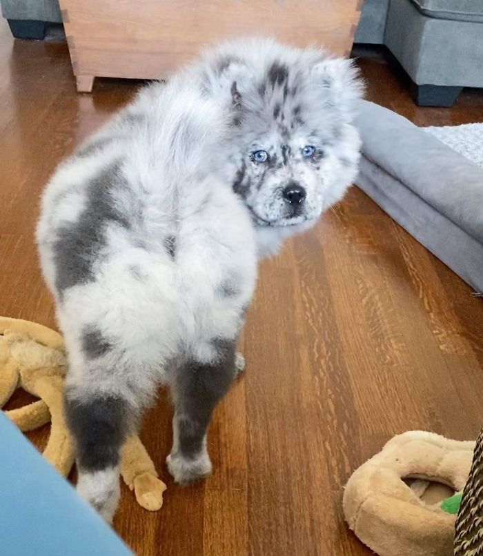 Fluffy-Dog-Oreo-Cloud-Chief