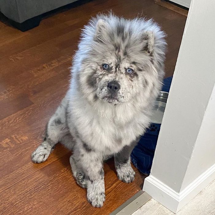 Fluffy-Dog-Oreo-Cloud-Chief