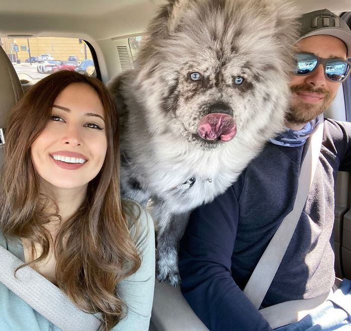 Fluffy-Dog-Oreo-Cloud-Chief