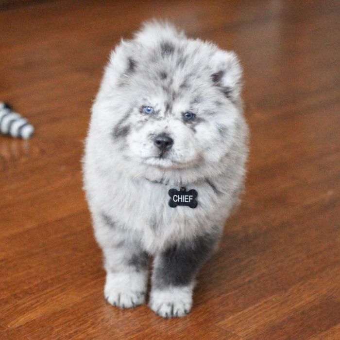 Fluffy-Dog-Oreo-Cloud-Chief