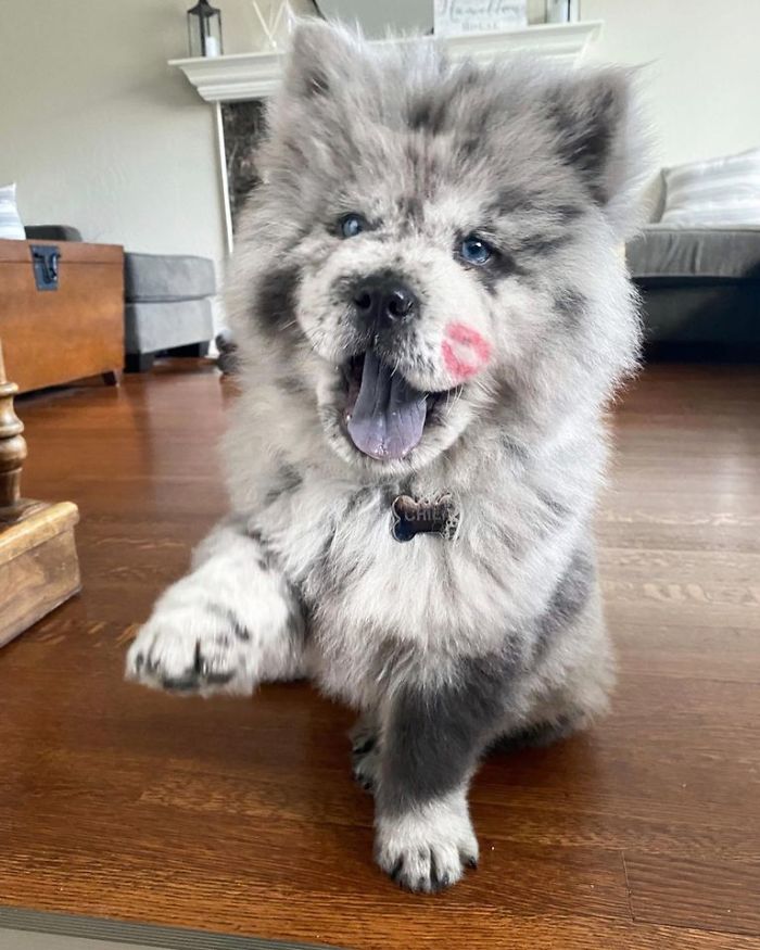 Fluffy-Dog-Oreo-Cloud-Chief