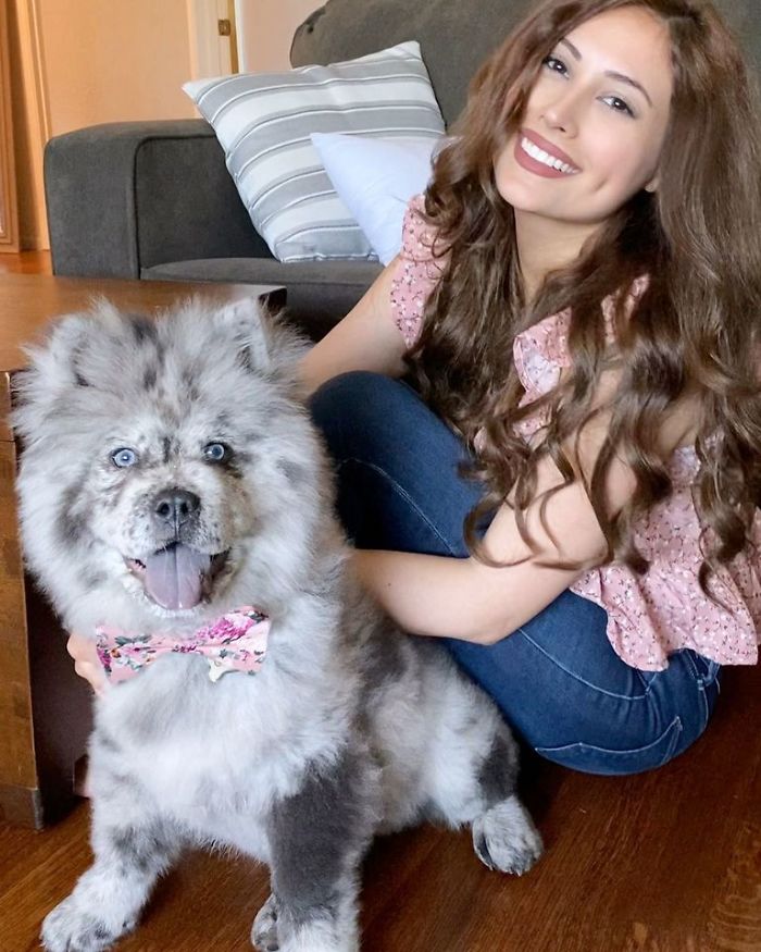 Fluffy-Dog-Oreo-Cloud-Chief