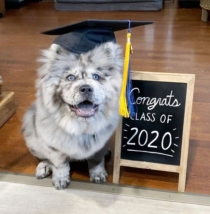 Fluffy-Dog-Oreo-Cloud-Chief